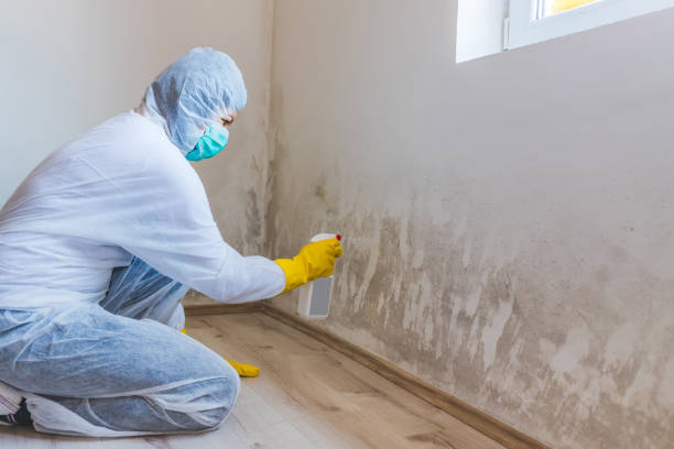 Crawl Space Mold Remediation treatment of floor joists in Lilly