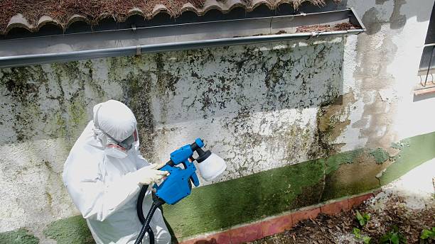 Mold Remediation service in Lilly, Lilly, PA